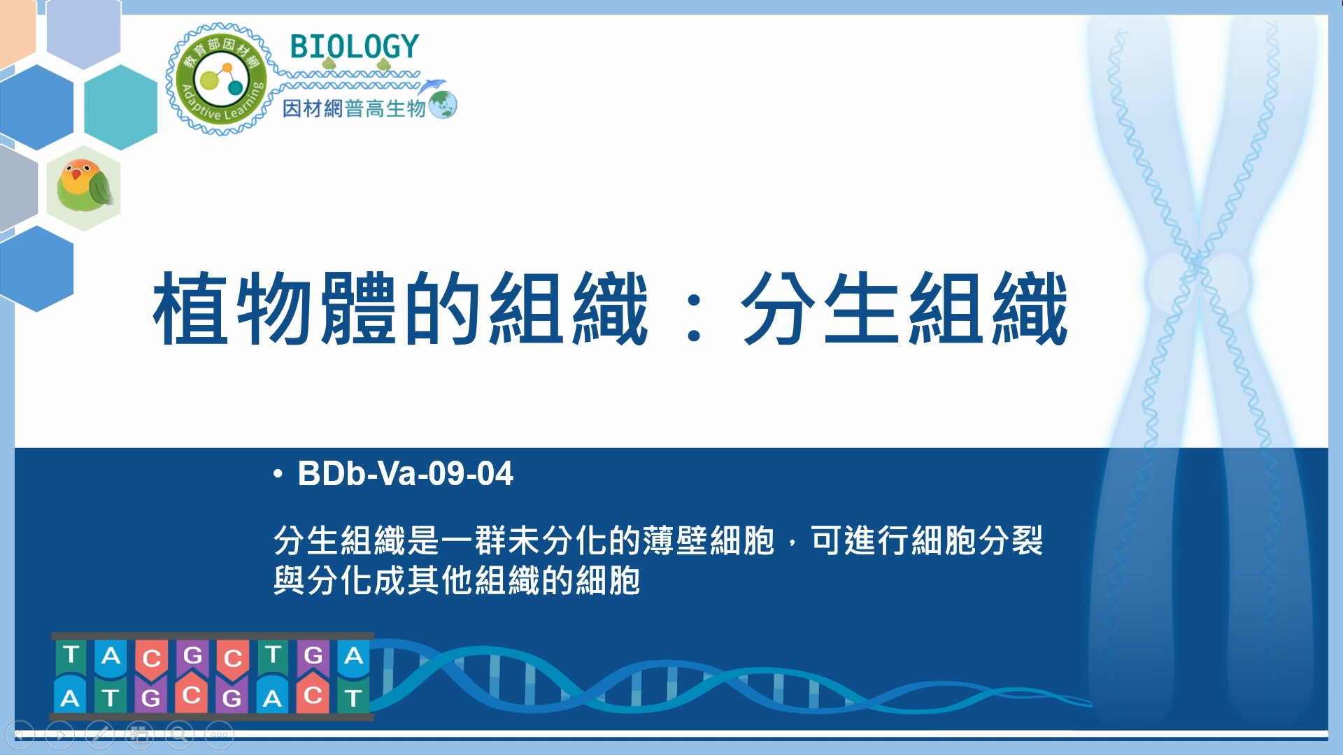 BDb-Va-09-04_植物體的組織：分生組織