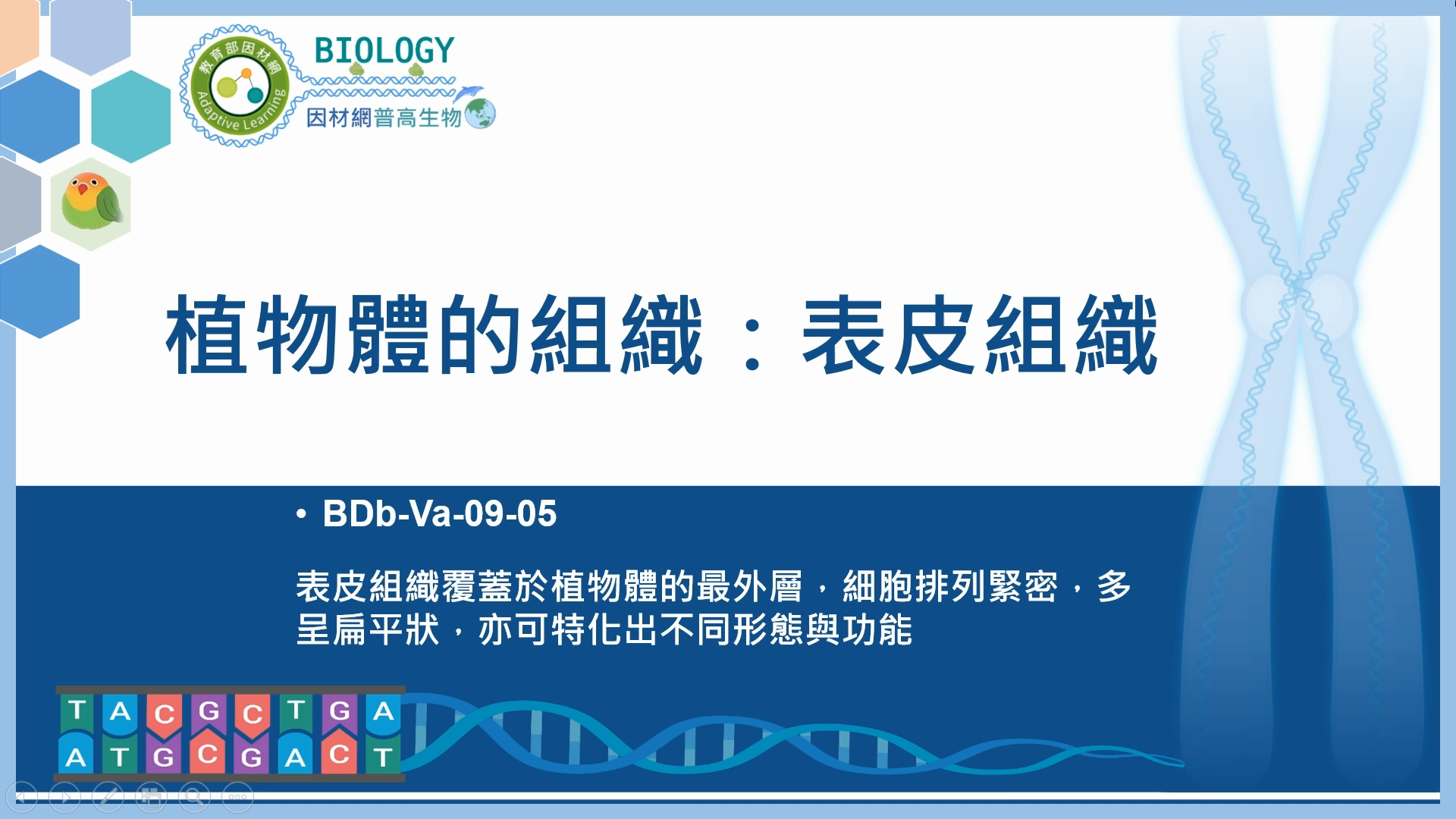 BDb-Va-09-05_植物體的組織：表皮組織
