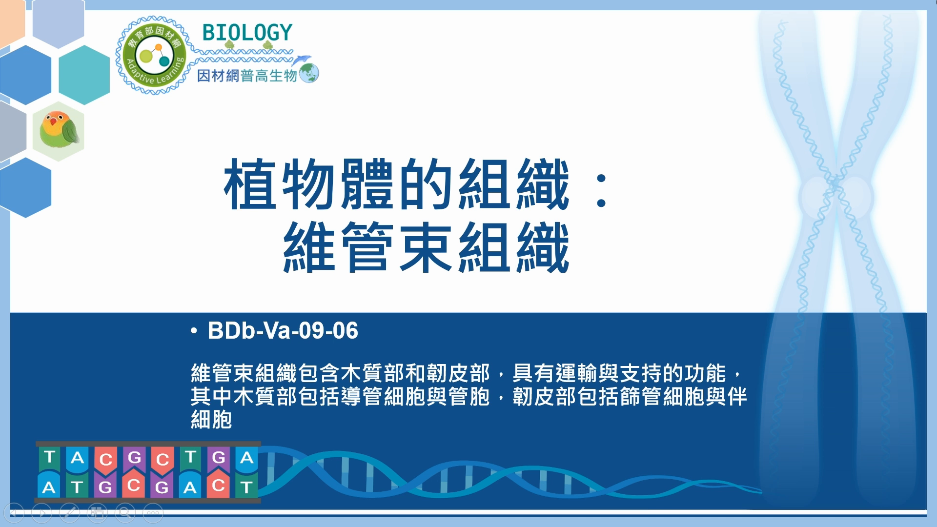 BDb-Va-09-06_植物體的組織：維管束組織